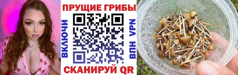 Купить закладки  Киреевск  Галлюциногенные грибы ЛСД 